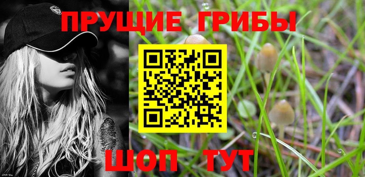 Каменск-Уральский  Псилоцибиновые грибы мицелий  Вход с VPN  Псилоцибиновые грибы Psilocybe 